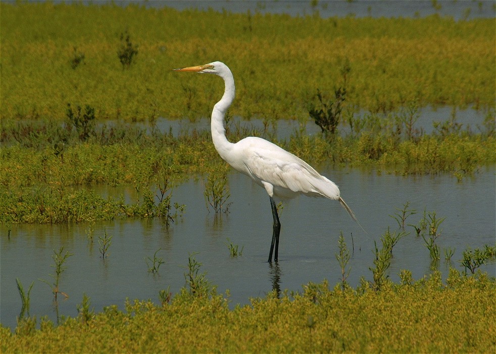 egret-08.jpg   (982x702)   193 Kb                                    Click to display next picture